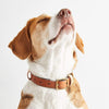 Luxury Leather Dog Collar sbri